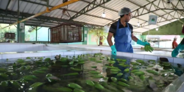 Hemos tomado una serie de medidas en apoyo al sector agropecuario